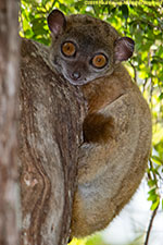 sportive lemur